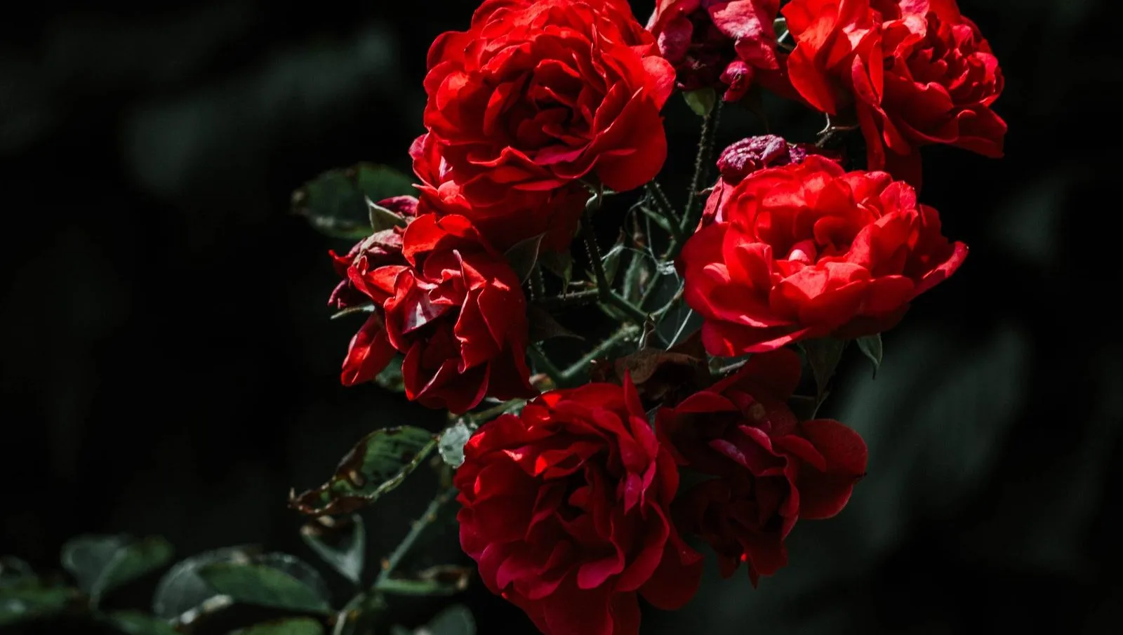 Love Languages and Your Zodiac Sign